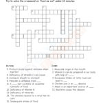 Printable Crosswords For Year 4 Printable Crossword Puzzles
