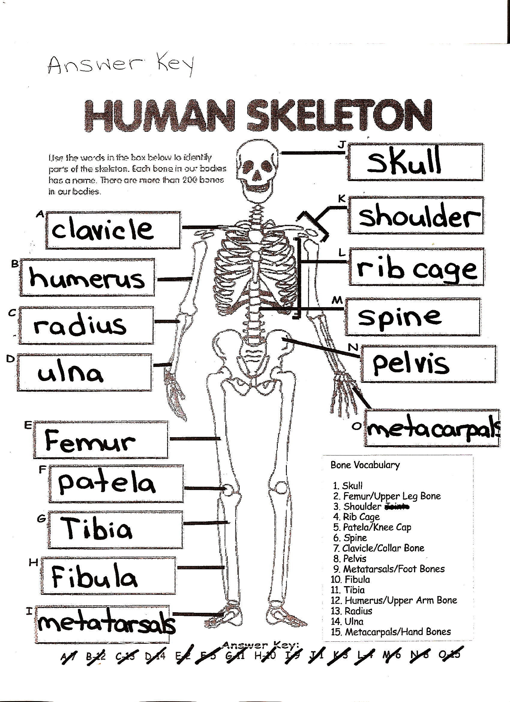 Free Printable Skeleton Crosswords