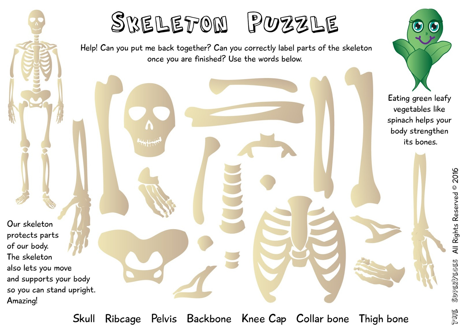 Free Printable Skeleton Crossword Puzzles