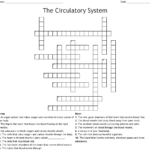 Circulatory System Crossword WordMint
