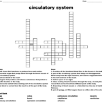 Circulatory System Crossword WordMint