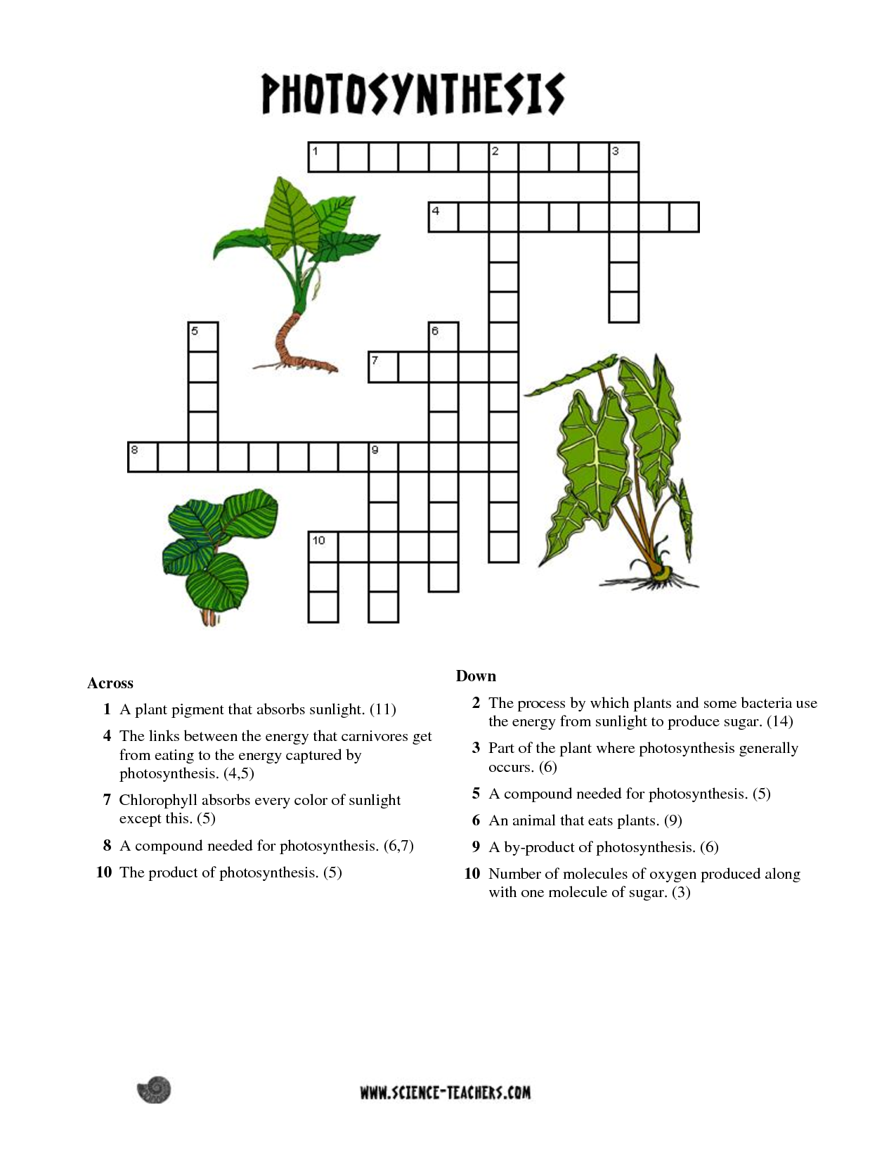 Free Printable Crossword Puzzles Photosynthesis