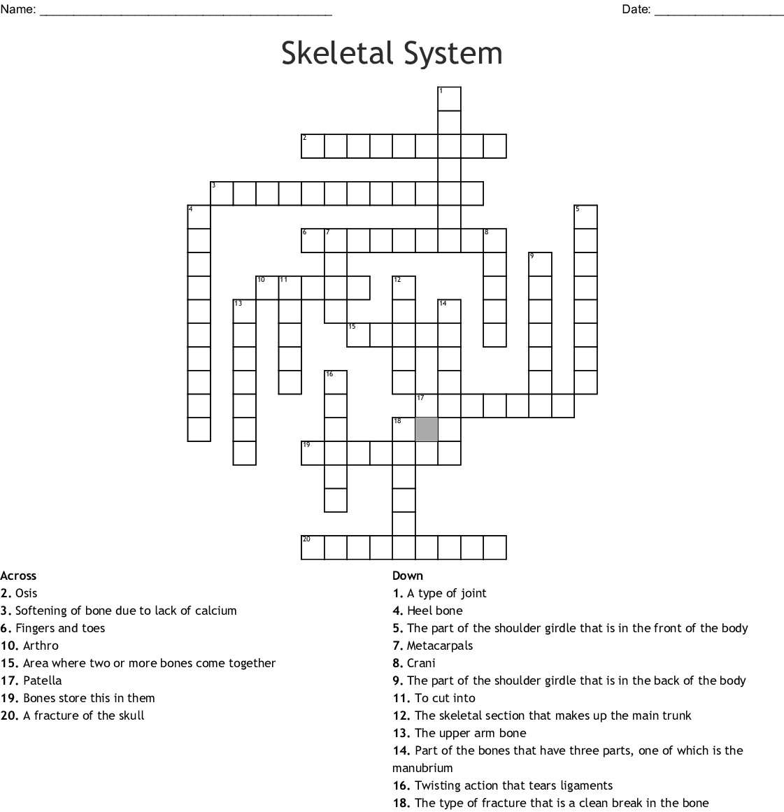 Skeletal System Crossword Puzzle Printables