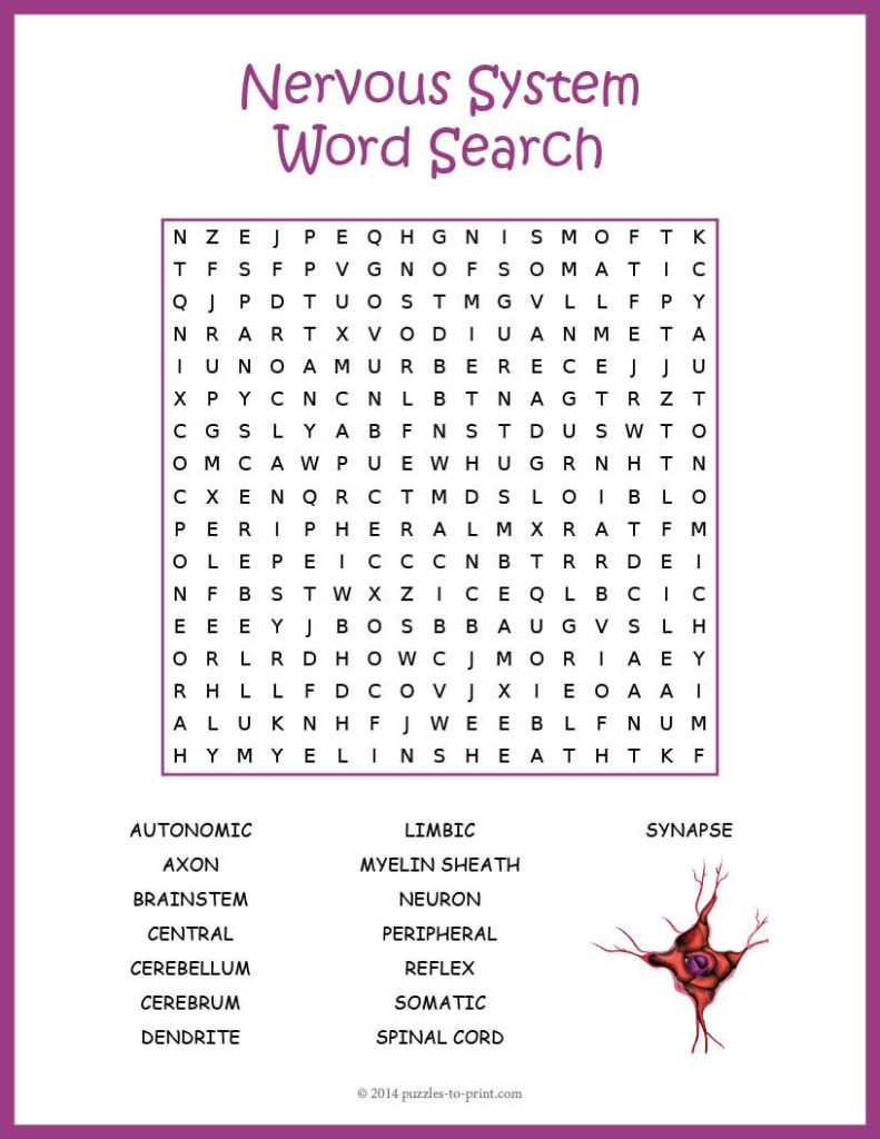 Human Nervous System Word Search Worksheet Human Nervous