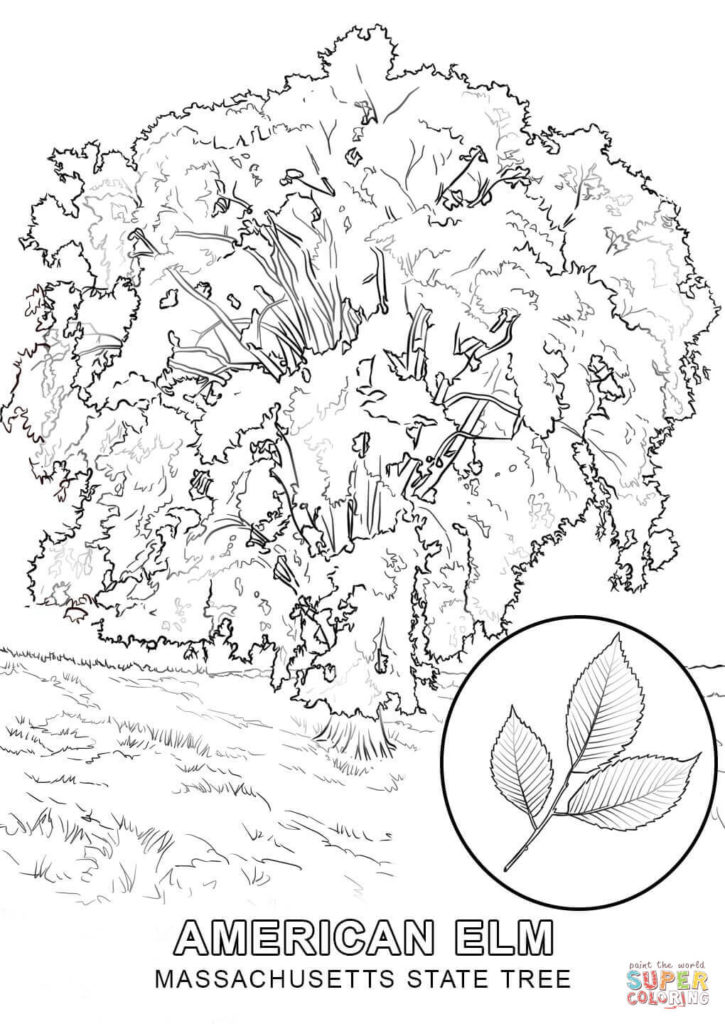 Massachusetts State Tree Coloring Page Free Printable