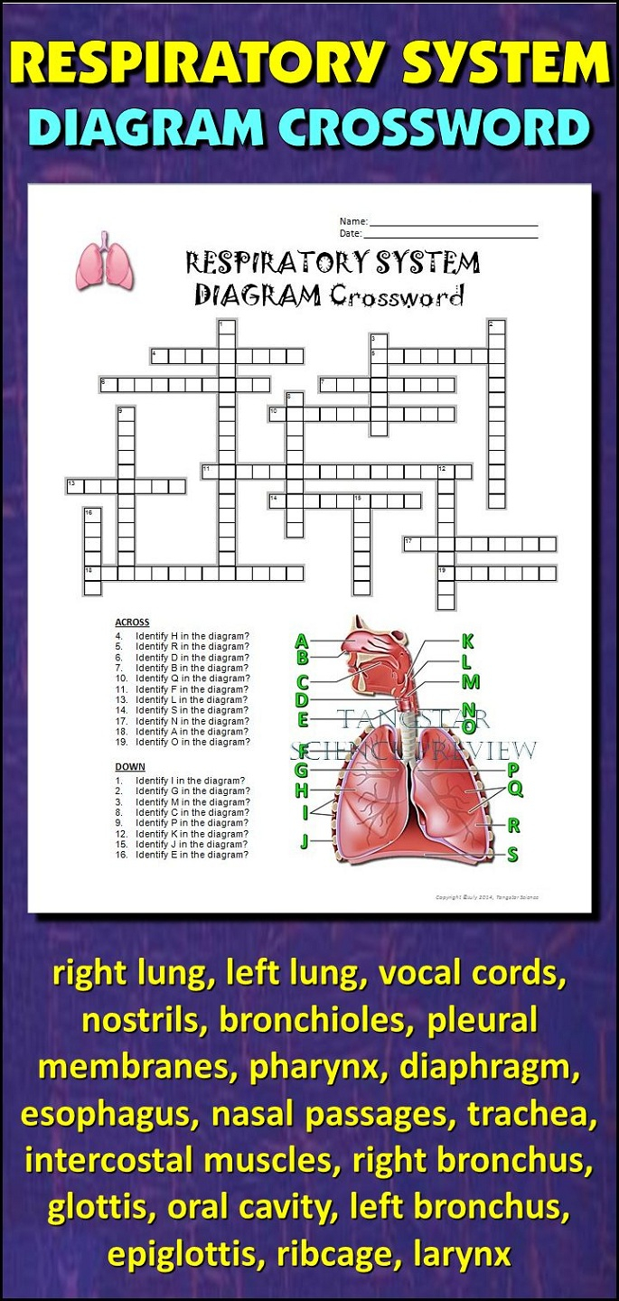Digestive System Crossword Puzzle Printable