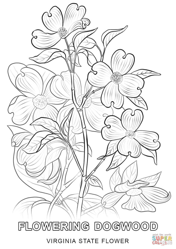 Virginia State Flower Coloring Page Free Printable