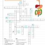 Digestive System Crossword Puzzle KS3 4 Teaching