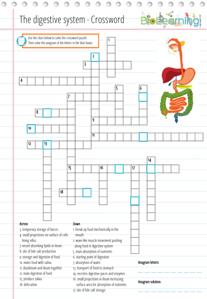 Digestive System Crossword Puzzle KS3 4 Teaching