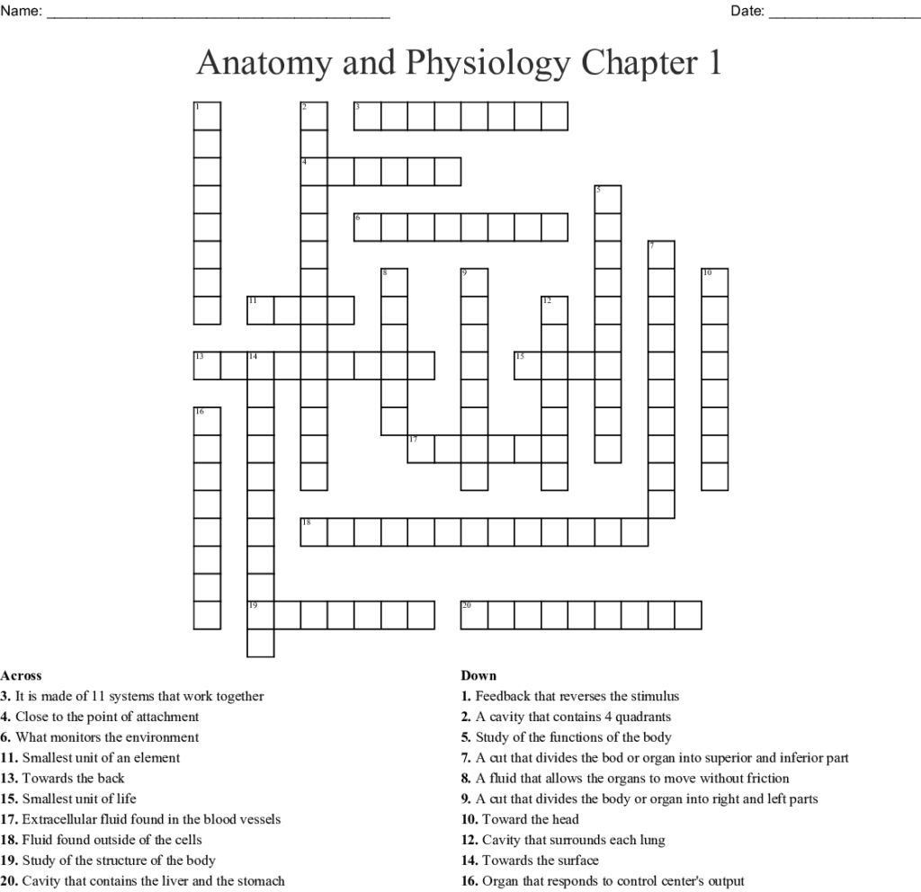 Human Anatomy Crossword Puzzle Printable Printable