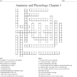 Human Anatomy Crossword Puzzle Printable Printable
