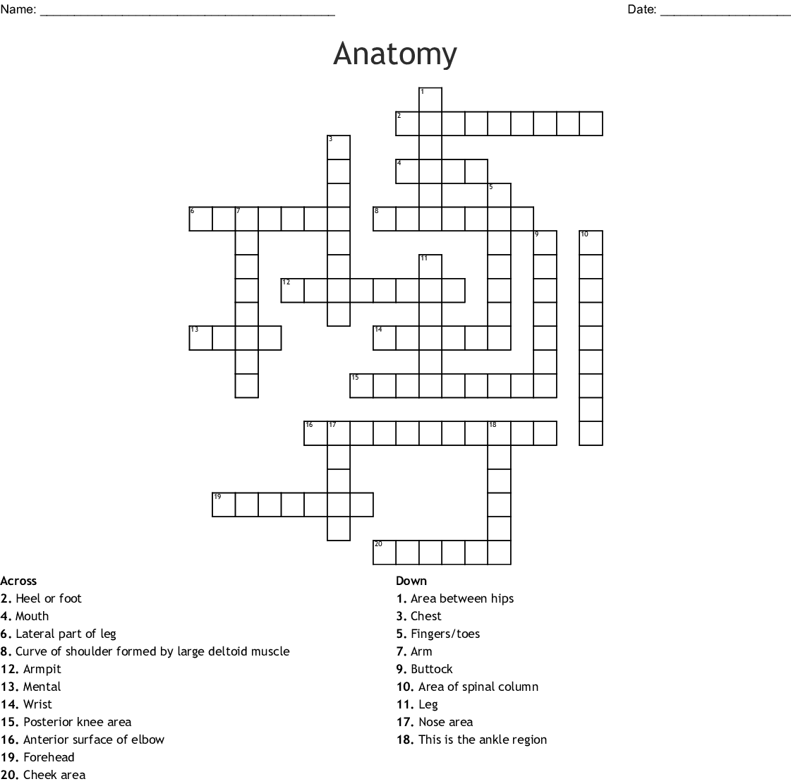 Printable Anatomy Crossword Puzzle