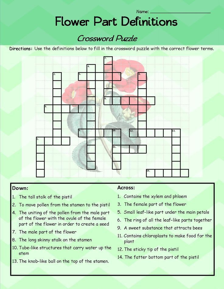 Parts Of A Flower Crossword Puzzle Worksheet FREEBIE